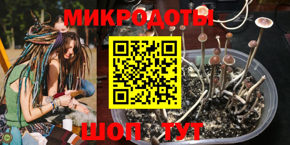 Псилоцибиновые грибы Psilocybe Междуреченск