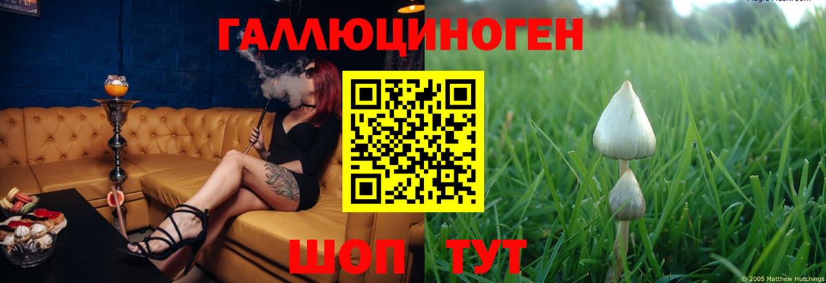 Междуреченск  Галлюциногенные грибы Cubensis  Вход с VPN 
